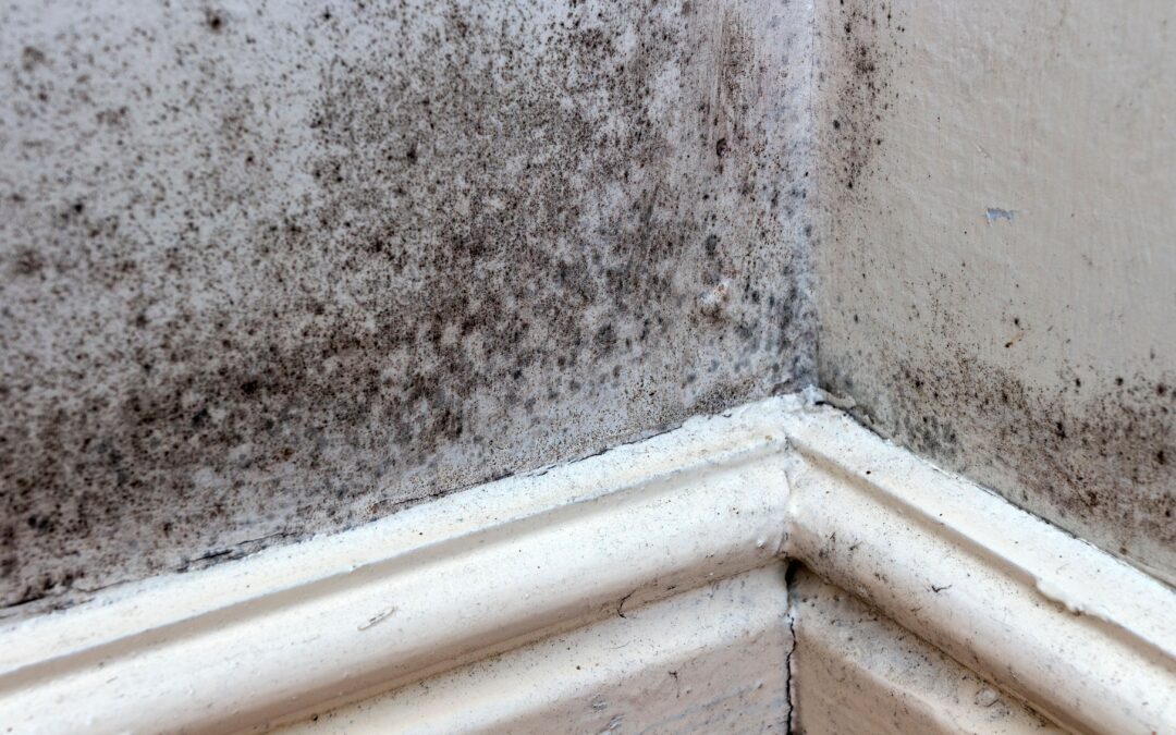 Young child hospitalized by ‘green mould’ after numerous reports to landlord
