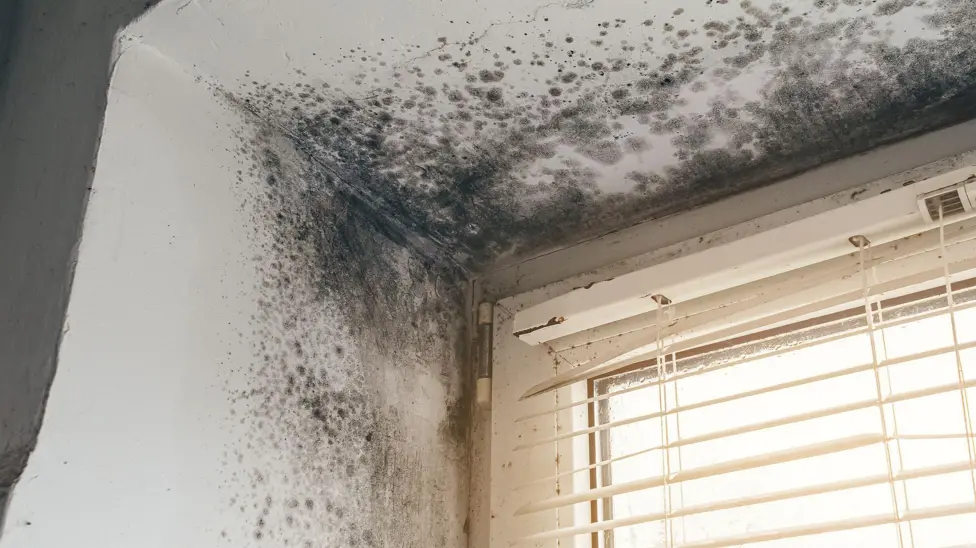 Resident endures 28 months of damp and mould problems