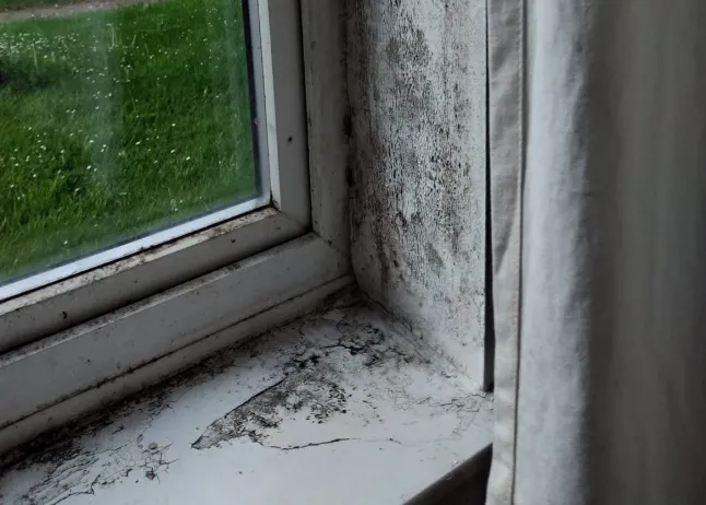 SEI_277284831-2765-e1765189706482