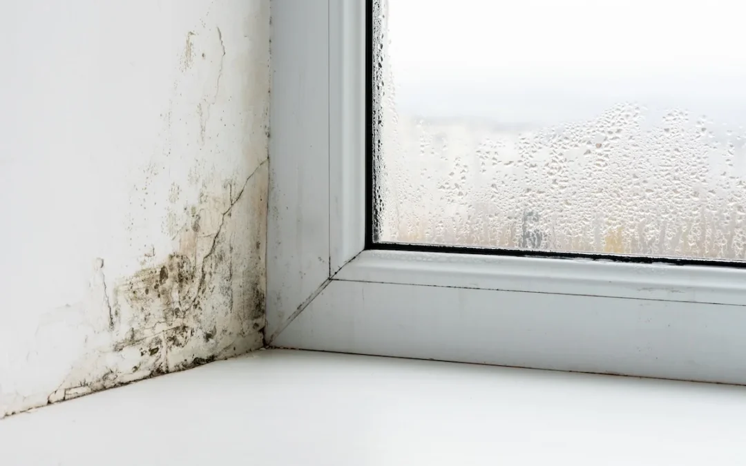 Damp and Mould in Your Rented Home: Know Your Rights in 2026