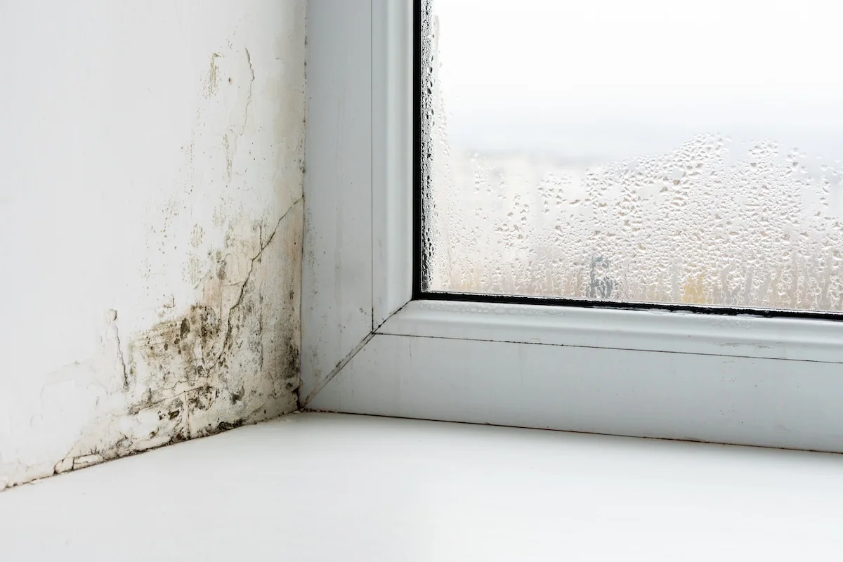 Damp and Mould in Your Rented Home: Know Your Rights in 2026